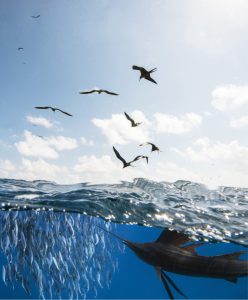 Frigate birds and clear blue waters with fish: the perfect conditions for Invincible's center console boats.